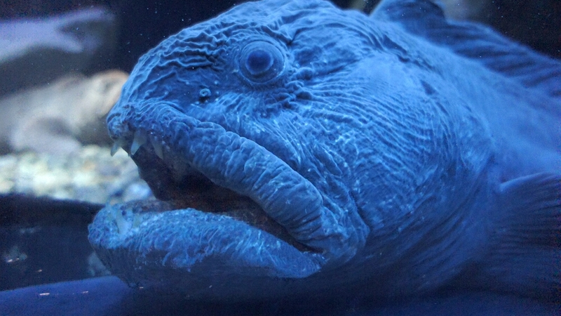 Страшная, но не мурена