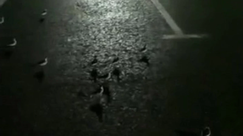 Стая перелетных птиц заполонила площадь на юге Сахалина