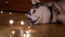 Планировочные районы и 11 улиц Южно-Сахалинска останутся без света 30 сентября 