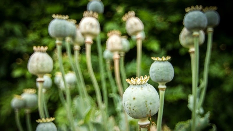 На Сахалине мужчина хранил дома сырье для опиума