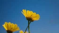 «Важно показать сплоченность россиян»: чиновник на Курилах поддержал спецоперацию