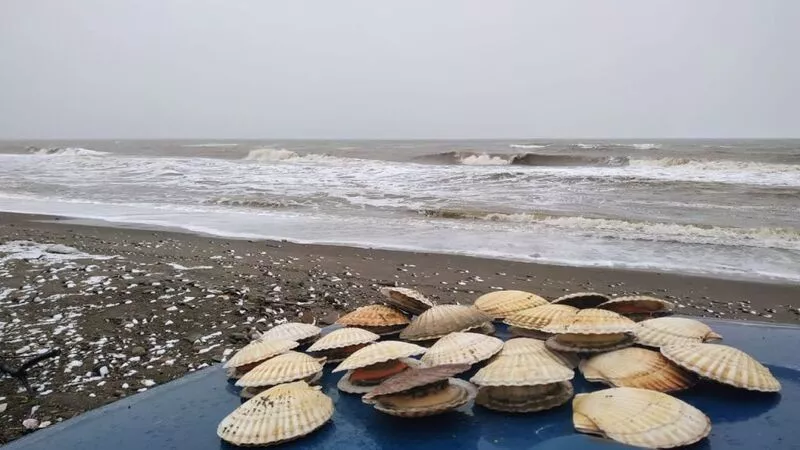Сахалинцы отправились собирать гребешок из пены морской