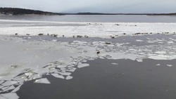 Дрон заснял нерп, отдыхающих на льдинах Сахалина