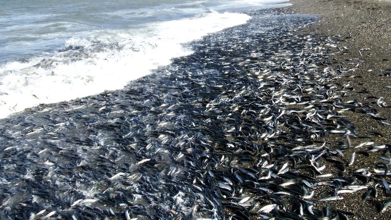 Рыбаки руками ловят селедку у берегов Корсаковского района