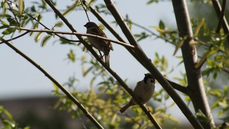 Дожди и до +18 градусов: синоптики уточнили прогноз погоды в Сахалинской области на 7 мая
