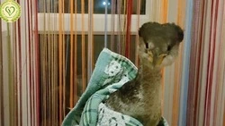 Краснокнижная серощекая поганка не смогла взлететь и застряла в центре Сахалина