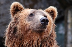 Специалисты: медведь на горе Красной может появиться вновь