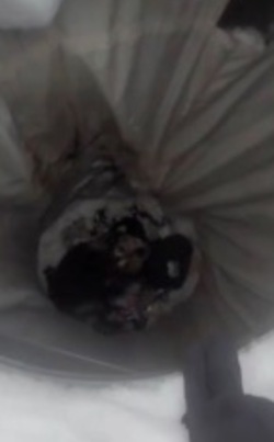 На Камчатке сотрудники МЧС спасли собаку, провалившуюся в подземный мусорный бак