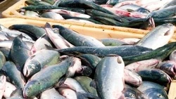 Житель Сахалина заплатит больше 100 тысяч за 28 хвостов кеты, выловленных сетью