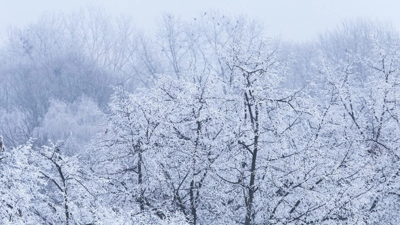 Морозы до −28 градусов ударят по Сахалинской области 27 января