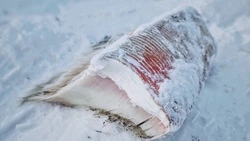 Был кит — и нет кита: выброшенный на берег Сахалина кит внезапно исчез