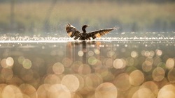 Грипп обнаружили у водоплавающих птиц в реке Титовке на Сахалине