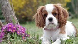 УМВД: история о жестокой расправе над собакой на Сахалине не подтверждена