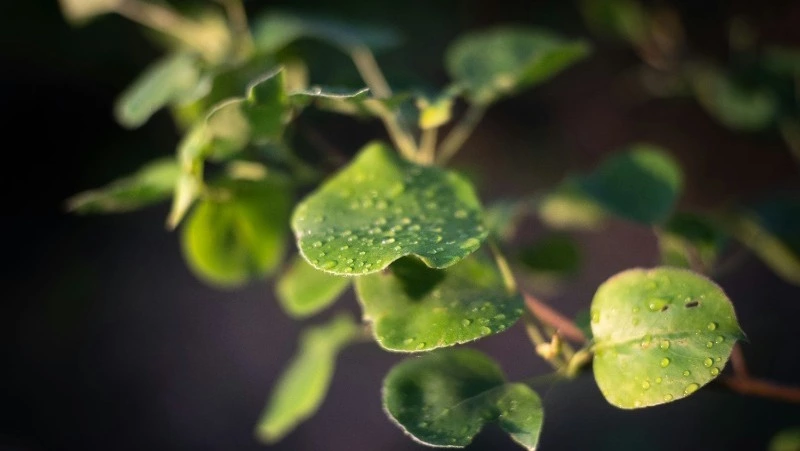 Осадки и до +26 градусов прогнозируют на Сахалине и Курилах 7 августа