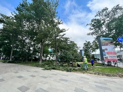 Дерево спилили в центре Южно-Сахалинска ради новой клумбы