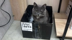 В одной из торговых точек Анивы к людям прибился ласковый кот с бородкой