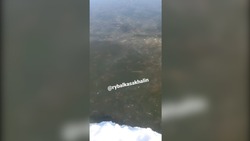 «Рыба стеной стоит»: крупные косяки наваги сняли на видео в Поронайском районе 