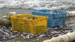 Рыбакам Сахалинской области урежут норму на чилим и введут на мойву