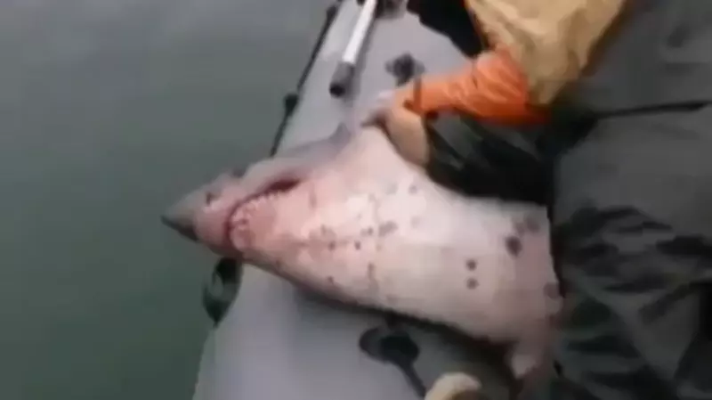 Рыбаки избили акулу кулаками, прежде чем отпустить в море. Сахалинцы в шоке