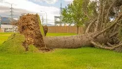 Упавшее дерево обесточило дачников на юге Сахалина