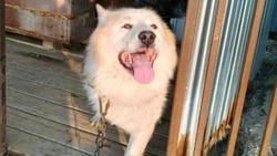 «Ласковый медвежонок»: брошенный дважды пес без лапы ищет новую семью на Сахалине