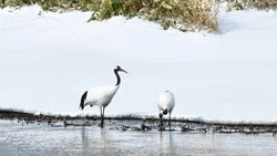 Весна на Кунашире: японские журавли прилетели с зимовки