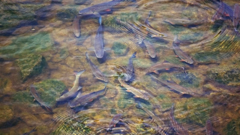 На Сахалине компания потратила млн рублей на исследование реки под рыборазведение, а контракт увели