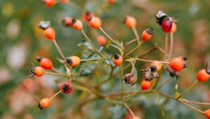 Свобориное дерево: что нельзя делать 6 июня, народные приметы