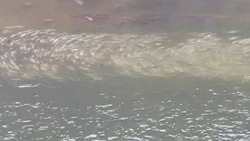 Массовый замор рыбы обнаружили в одной из рек на Сахалине 