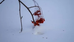 Метель и потепление до +3 градусов накроют Сахалинскую область 26 февраля