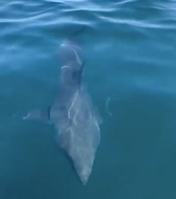 Жители Сахалина покормили акулу минтаем с удочки