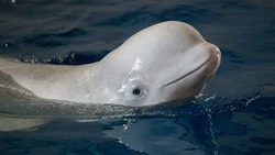 Российское Минприроды назвало «фейком» переговоры с китайцами о передаче белух