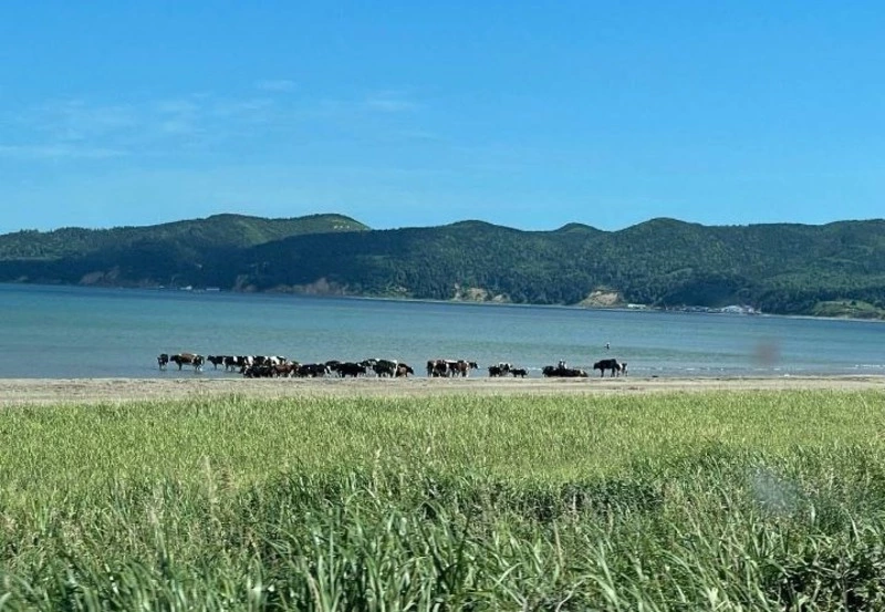 Телочки вышли загорать на пляж в Корсаковском районе