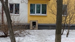 Люди поставили будку для бездомных собак во дворе на улице Пушкина в Южно-Сахалинске