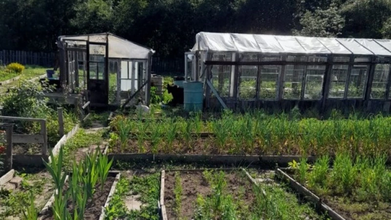 Медведь терроризирует дачников Поронайского округа