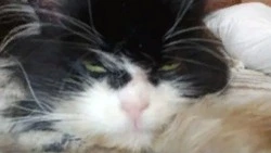 «Коллекционеры оценят»: кота за 9,5 млн рублей выставили на продажу в России 