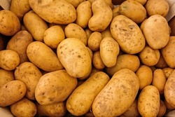 Картофеля на Сахалине в этом году планируют собрать больше