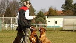 Дрессировка собаки: пять советов от кинологов