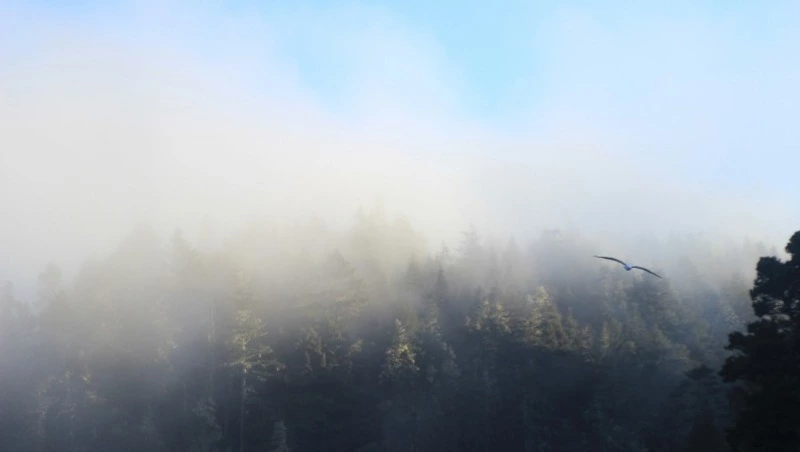 Небольшой дождь, туман и до +31 градуса ждет жителей Сахалина и Курил 21 июля