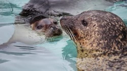 В японской префектуре, недалеко от Курил, зафиксировали вспышку птичьего гриппа тюленей