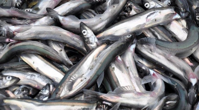 Рейды на рыбаков во время мойвенной путины начались в Углегорском районе