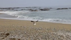 На побережье возле устья реки Найбы на Сахалине объявили карантин