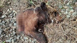 Труп медведя, которого переехал поезд в Поронайском районе, кто-то украл