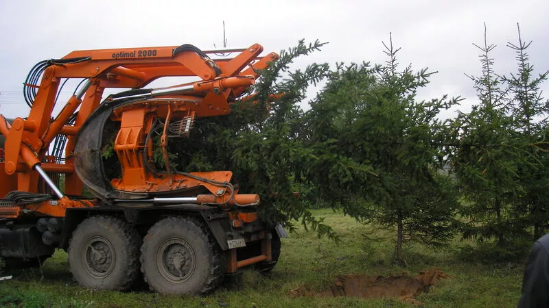 Специалисты советуют, как правильно пересаживать взрослые деревья
