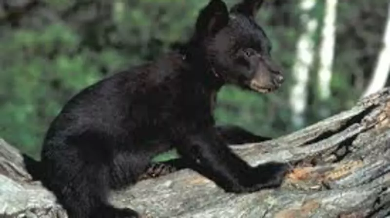 На Сахалине медвежонок уже несколько дней ищет раненную живодерами мать