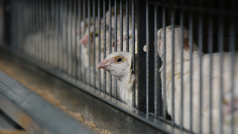 Более 30 тысяч перепелов сгорели в пожаре на Сахалине