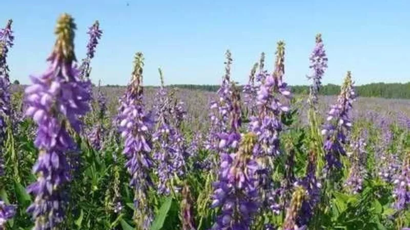 На корм животным в Сахалинской области будут выращивать больше галеги