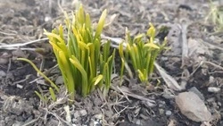 «Лето близко»: жители Южно-Сахалинска нашли зеленую траву