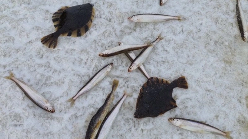 Три вида рыбы по социальным ценам предложили жителям Корсакова утром 5 декабря