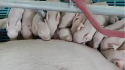 В работе сахалинского «Мерси Агро» нашли массу нарушений